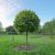 Kugleplatan - Platanus acerifolia 'Alphen's Globe'