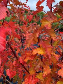 Tatar Løn - Acer Merlot Magic. Med høst farver