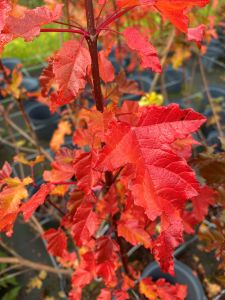 Tatar Løn - Acer Merlot Magic. 