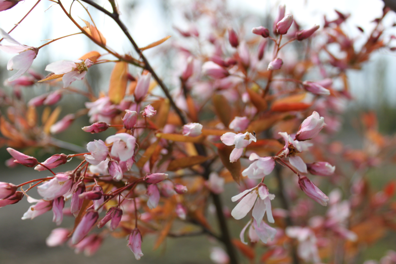 Bærmispel - Amelanchier arb. ´Robin Hill´ 175-200
