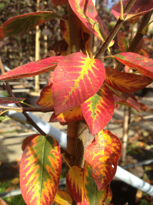 Bærmispel - Amelanchier laevis Ballerina 175-200