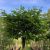 Kugleavnbøg - Carpinus betulus 'Minoors' Minor Globe