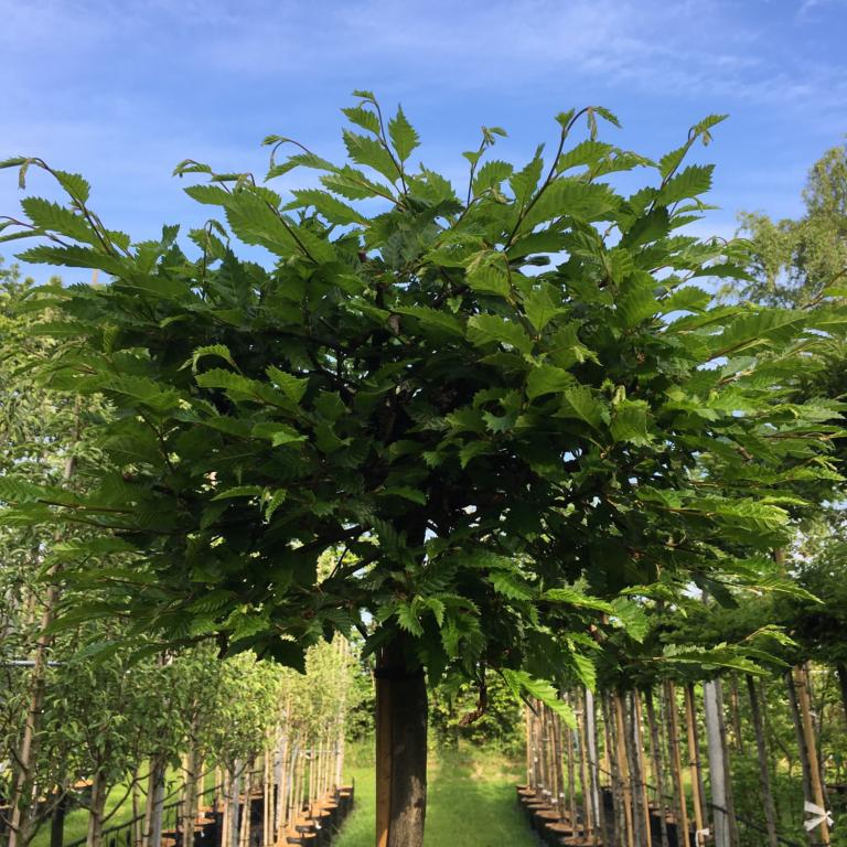 Kugleavnbøg - Carpinus betulus ´Minoors´ Minor GlobeÂ® 180 cm stamme 8-10
