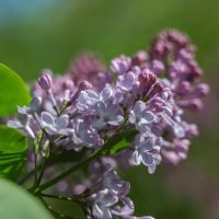 Almindelig Syren - Syringa Vulgaris