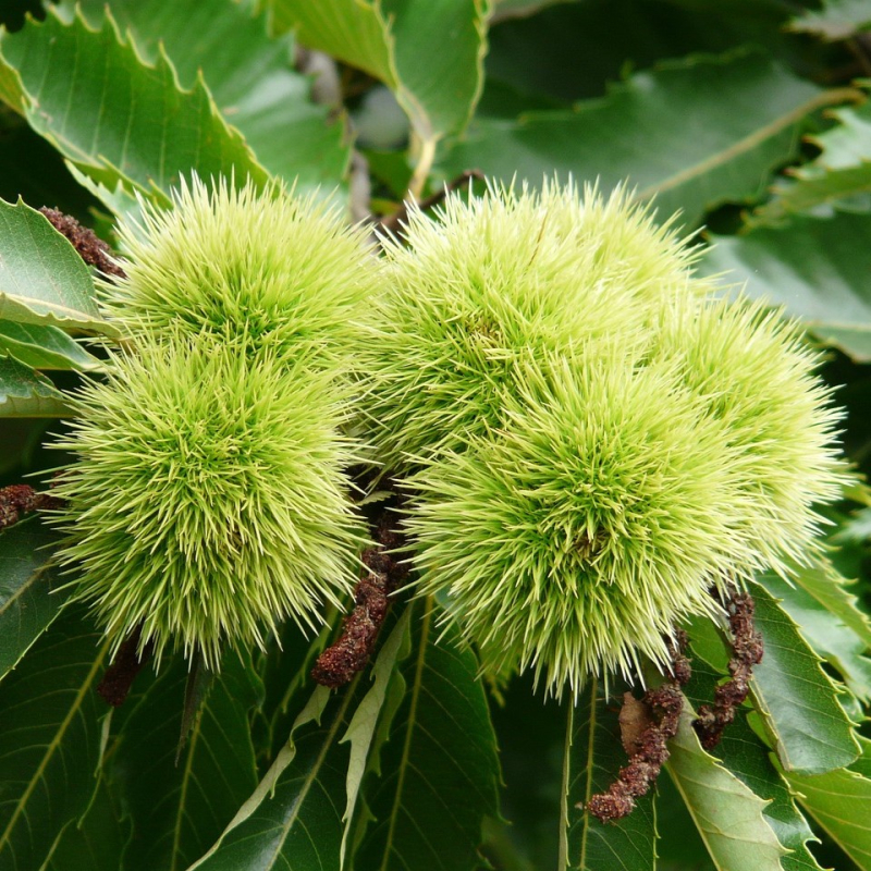Ægte Kastanie - Castanea sativa 200-250 cm
