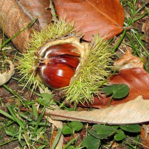 Ægte Kastanie, moden nød på jorden.