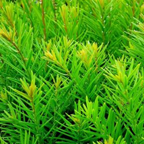 Skudspidser på Taks