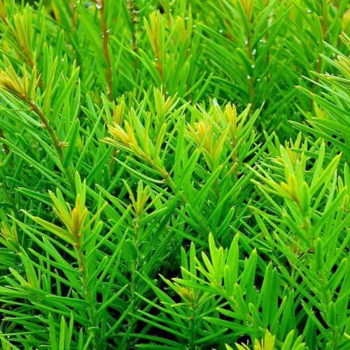 Skudspidser på Taks
