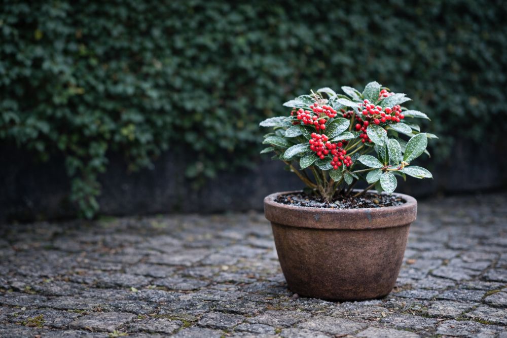 Vinterplante i krukke