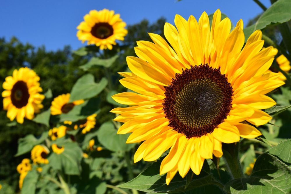 Blomsterfrø FAQ - Alt du bør vide om blomsterfrø