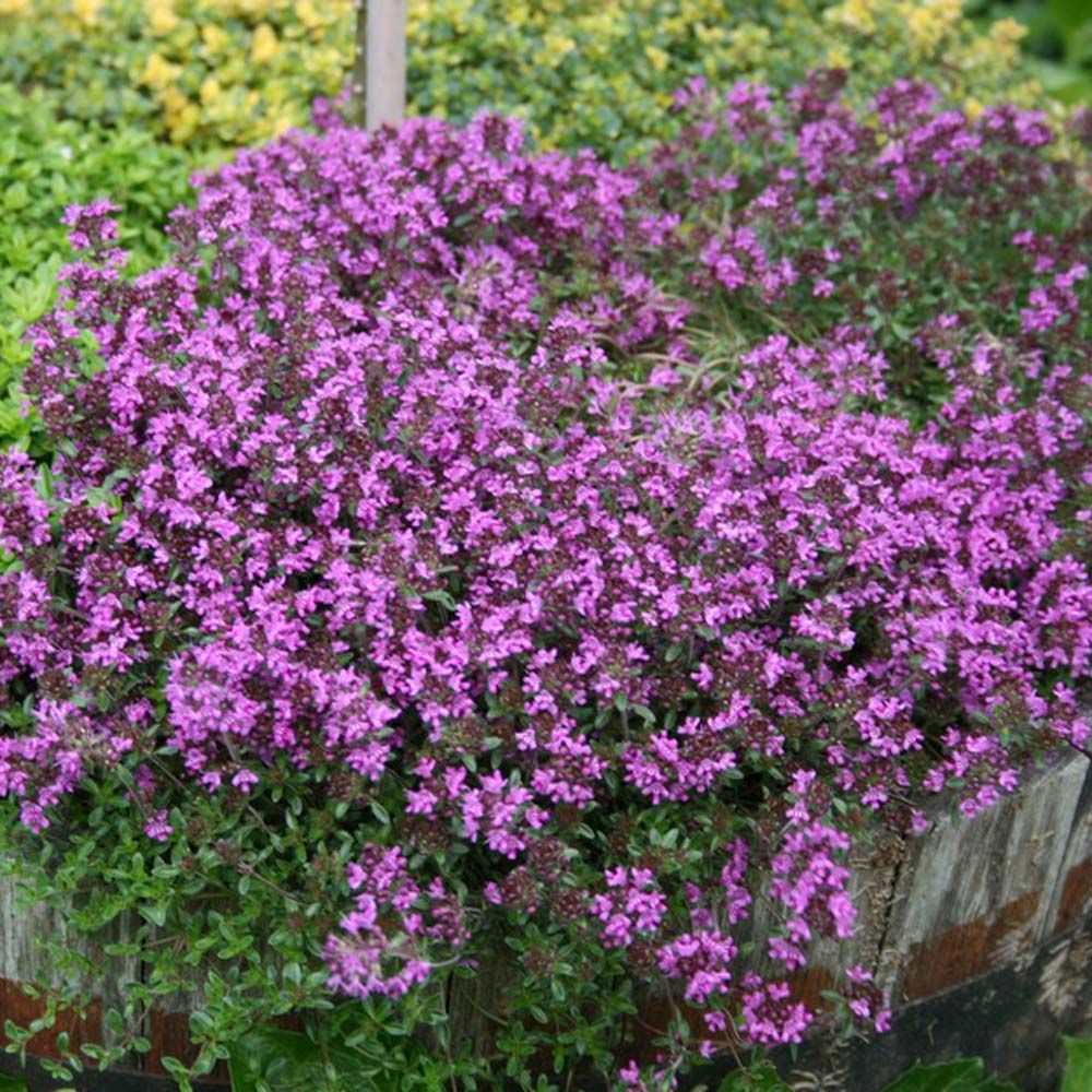 Krybende Timian - Thymus Coccineus