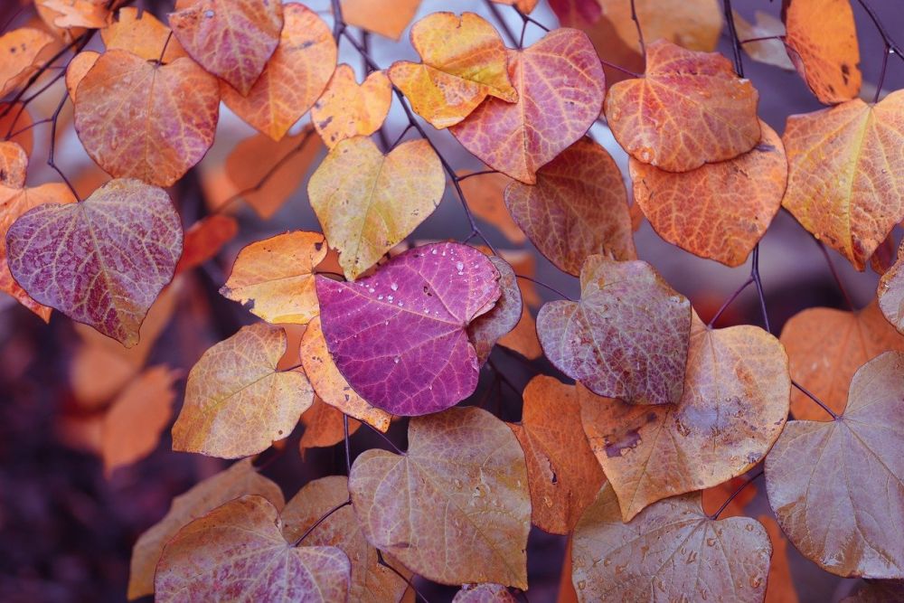 Judastræ med efterårsfarver