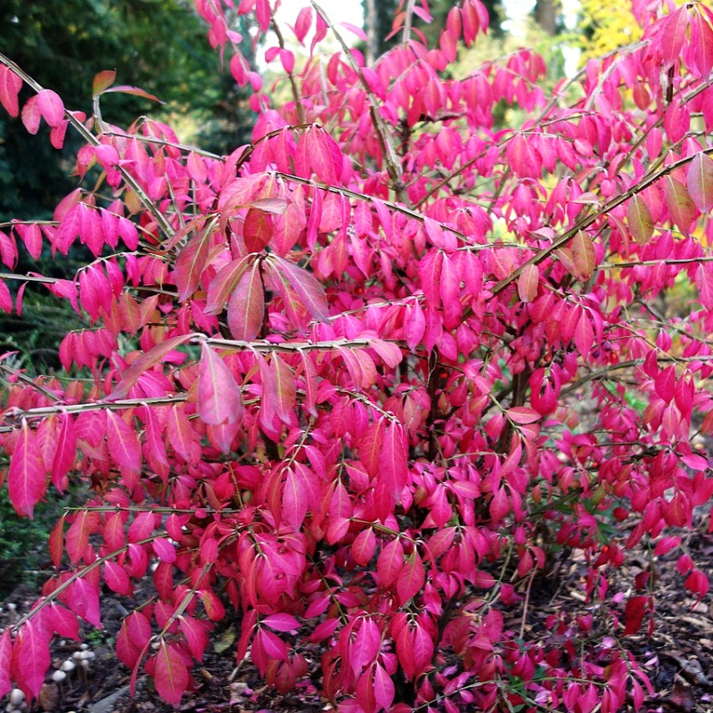 Vinget Benved - Euonymus alatus Compactus