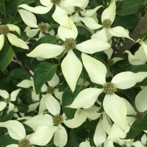 Koreakornel - Cornus kousa var. Chinensis i blomst
