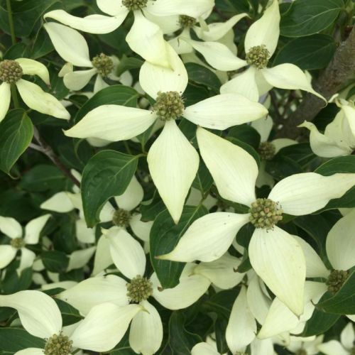 Koreakornel - Cornus kousa var. Chinensis i blomst