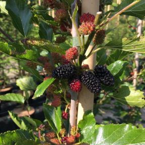 Sort Morbær - Morus rotundifolia Mojo Berry