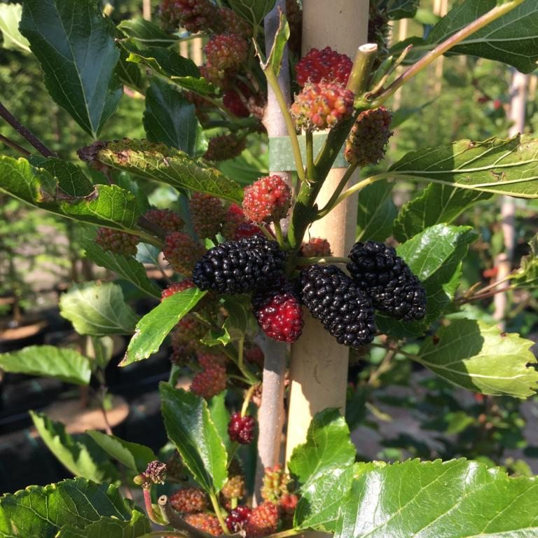 Sort Morbær - Morus rotundifolia Mojo Berry Â®