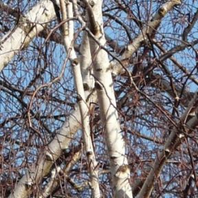 Hængebirk - Betula pendula Dalecarlica