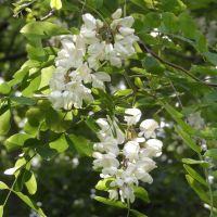 Akasie - Robinia i blomst