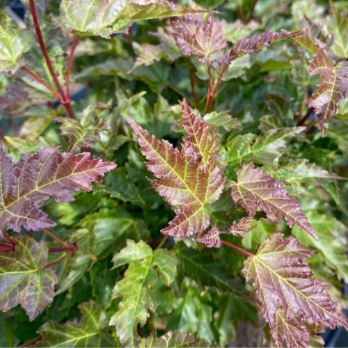 Tatar Løn - Acer Merlot Magic 175-200 cm