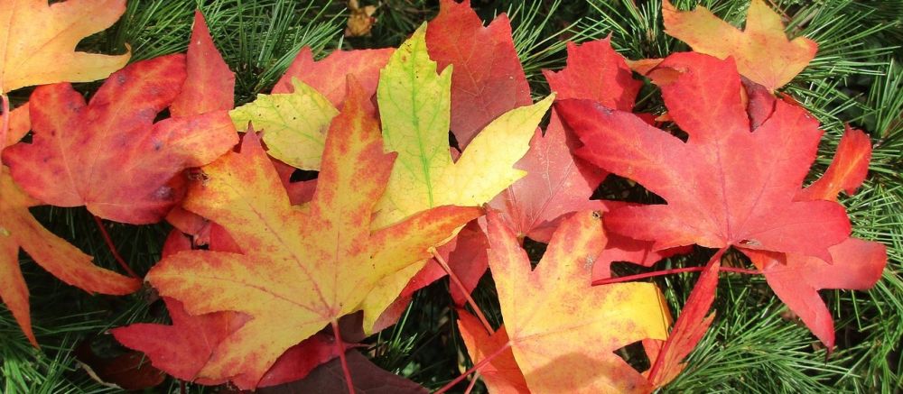 Blade med efterårsfarve