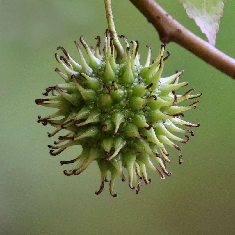 Frugt på Ambratræet
