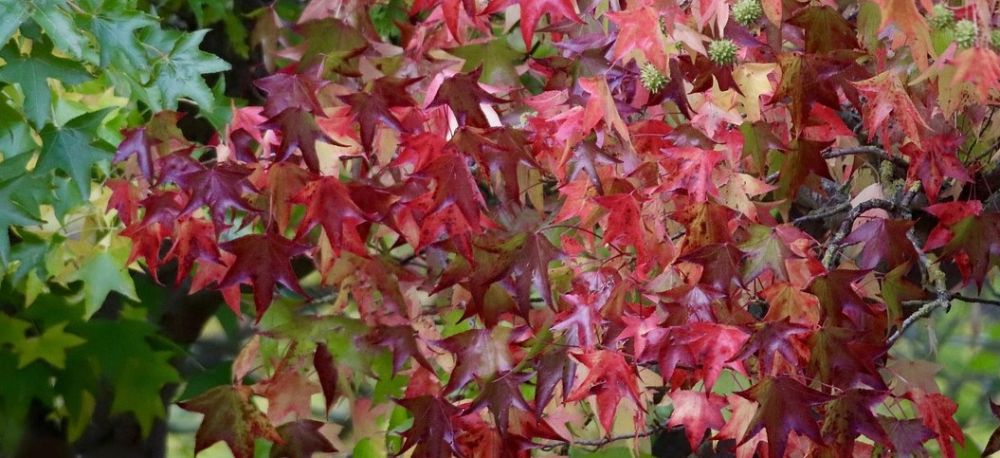 Efterårsfarver på Ambratræ