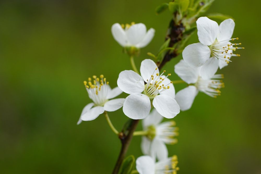flot Blomstring på træ