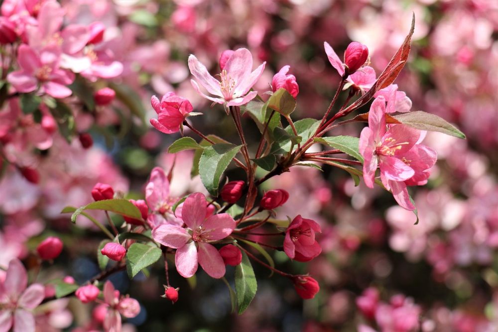 Prydkirsebær blomstre i maj 