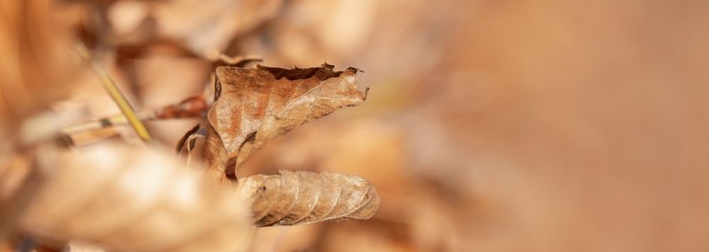 Bøgeblad vinter