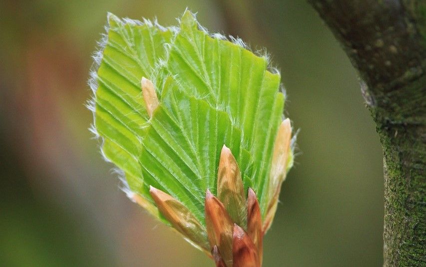 nyudsprunget bøgeblad
