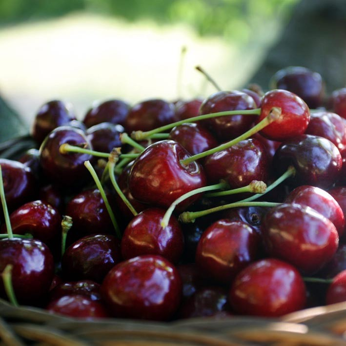 Lapins - Kirsebærtræ 20-25 cm