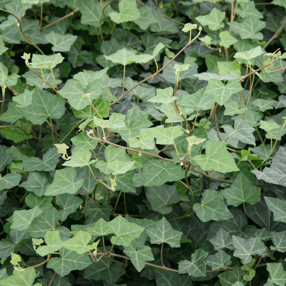 Vedbend - Hedera hibernica 'Hardy Cover'