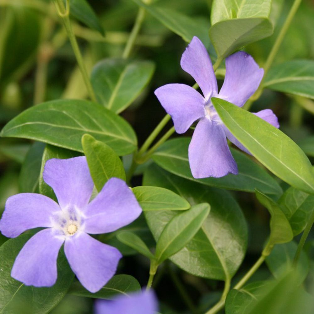 Vedbend - Hedera hibernica 'Hardy Cover'