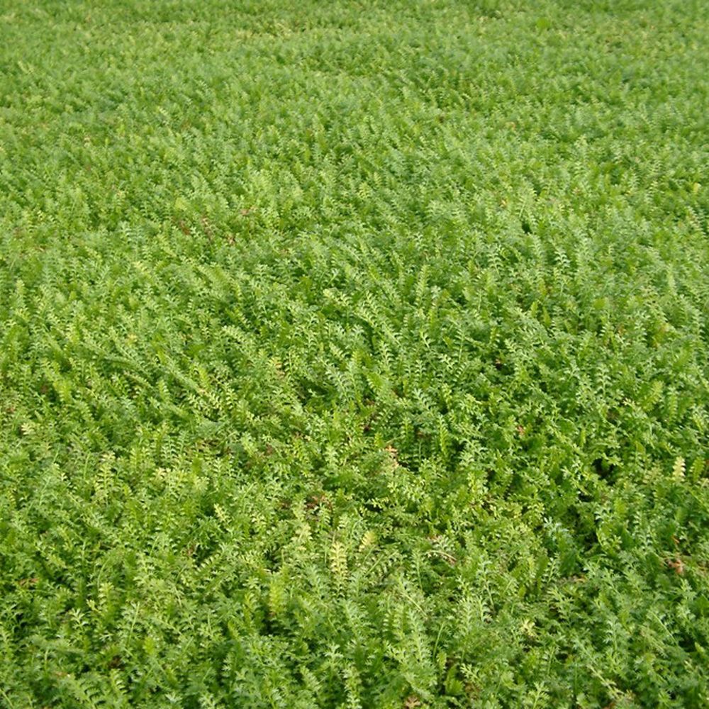 Cotula Dioica Reptans - Trædebregne