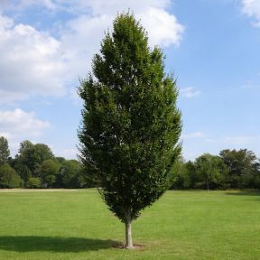 Pyramideavnbøg, Carpinus betulus Fastigiata, slank og opret søjleform