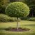 Kugle navr, Acer campestre Anny's Globe, opstammet med tæt rund krone