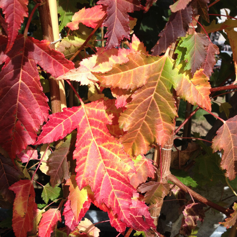 Ildløn - Acer ginnala 150-175