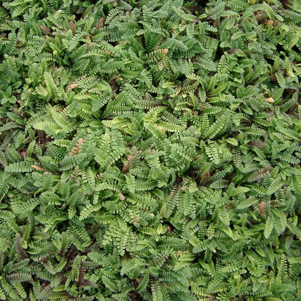 Cotula Potentillina - Trædebregne