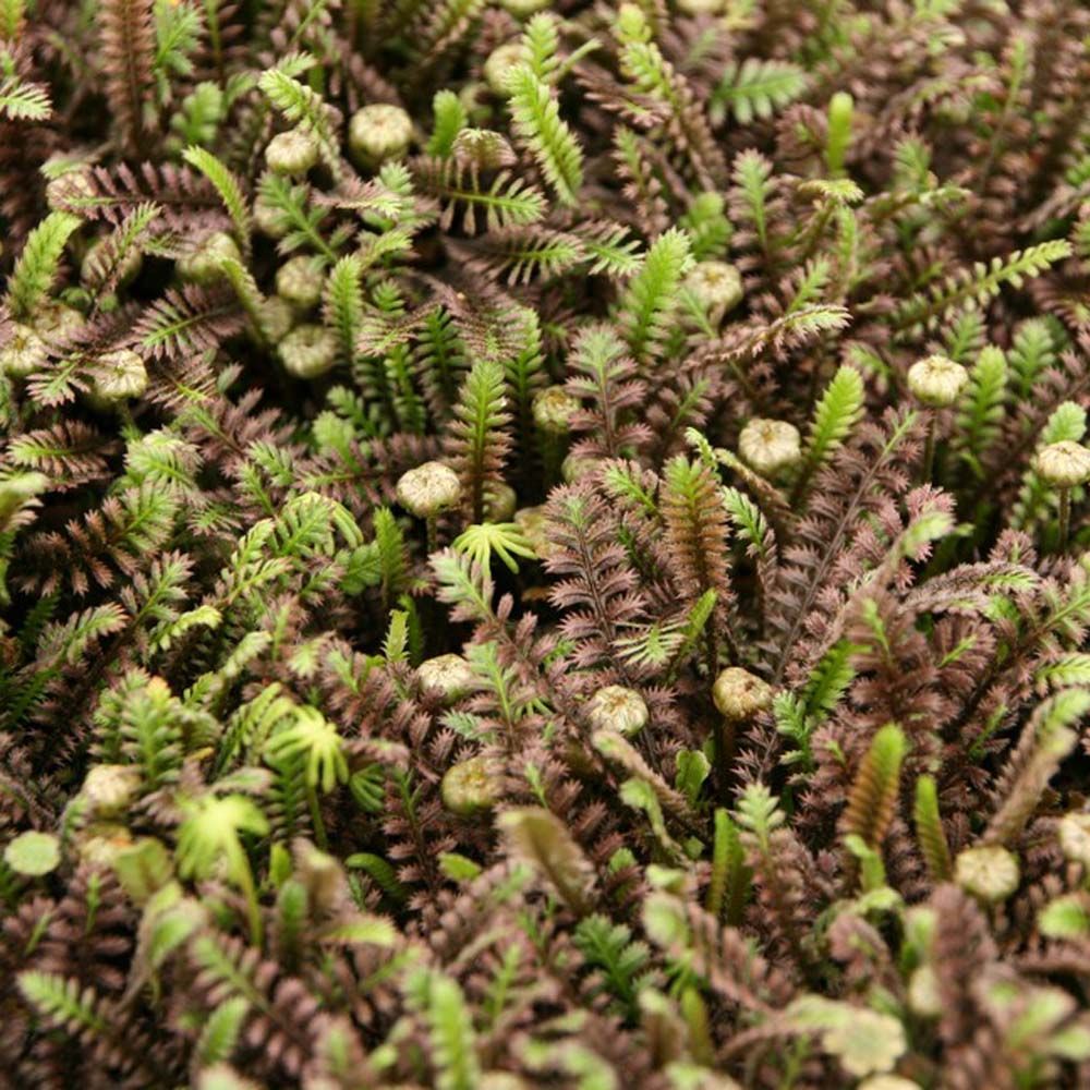 Cotula 'Platts Black' - Trædebregne