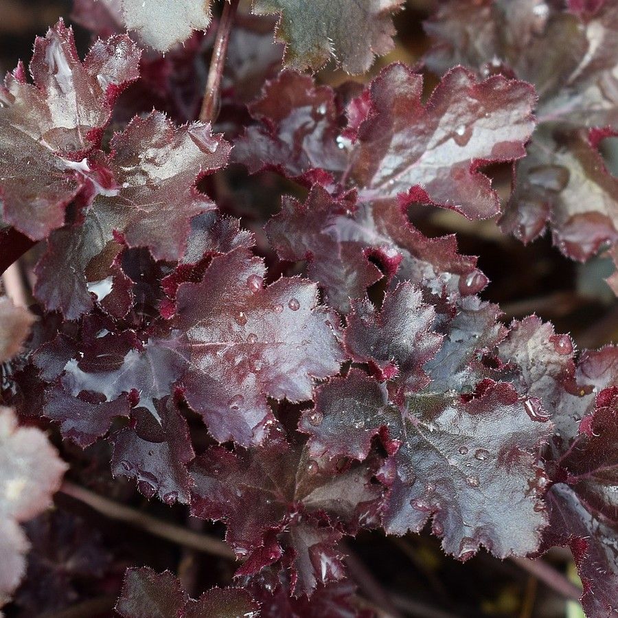 havens grønne farver med sine dekorative rødbrune og rød-lilla blade. Alunrod - Heuchera americana 'Palace Purple'