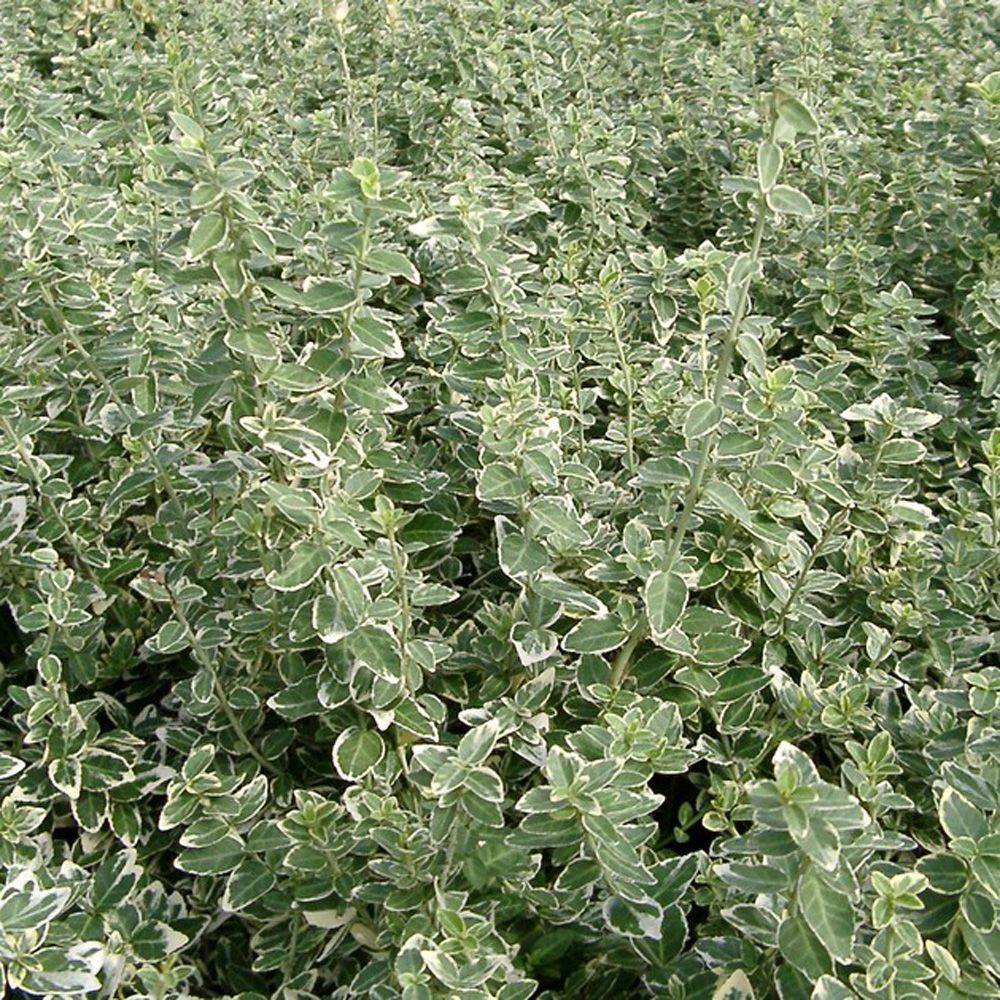 Euonymus 'Emerald Gaity' - Lav Benved