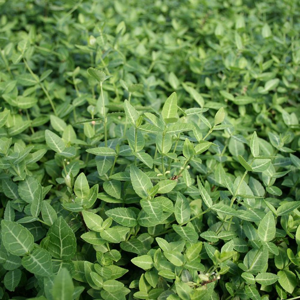 Euonymus 'Nyrens' - Lav Benved