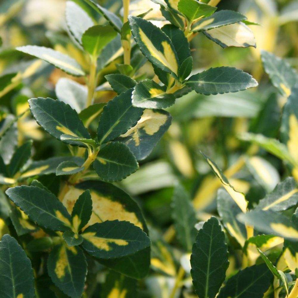 Euonymus Blondie - Lav Benved