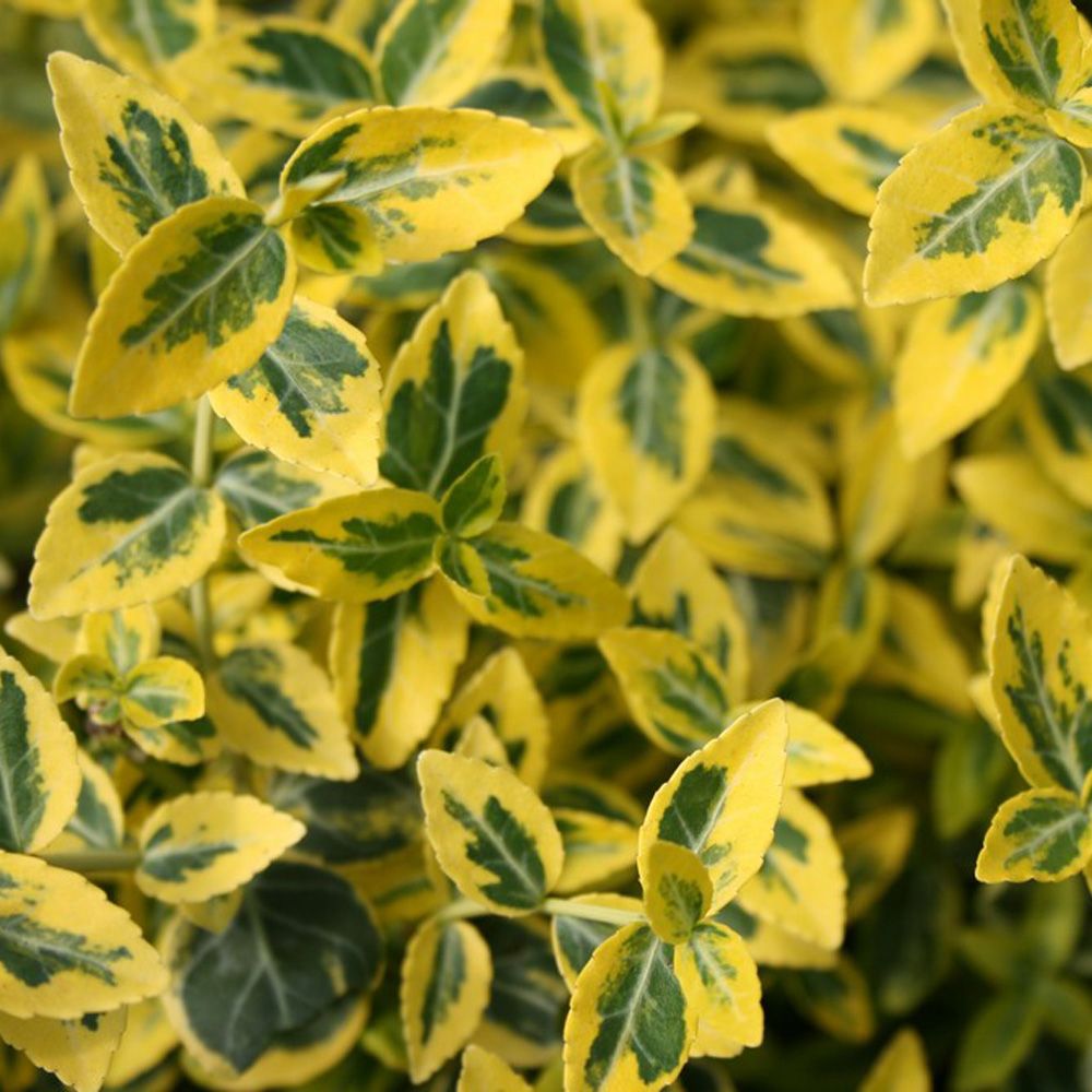 Euonymus 'Emerald Gold' - Lav Benved