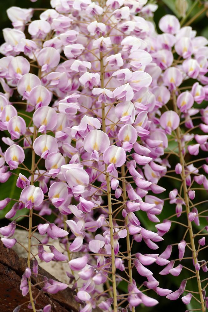 Wisteria floribunda