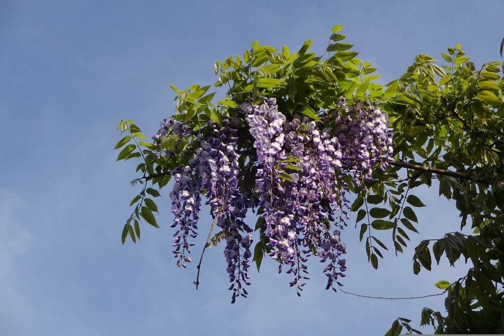 Wisteria sinensis