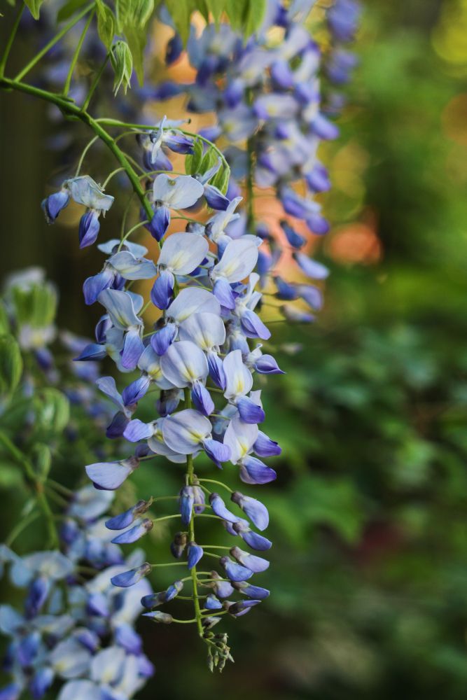 blå Wisteria floribunda