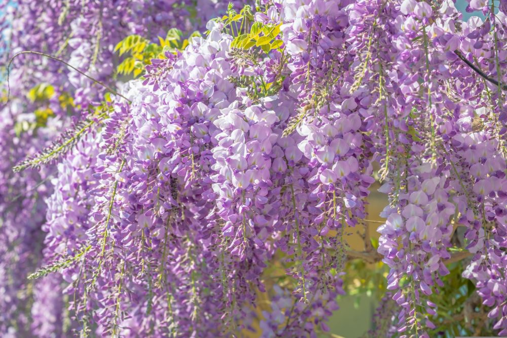 lys lilla Wisteria sinensis