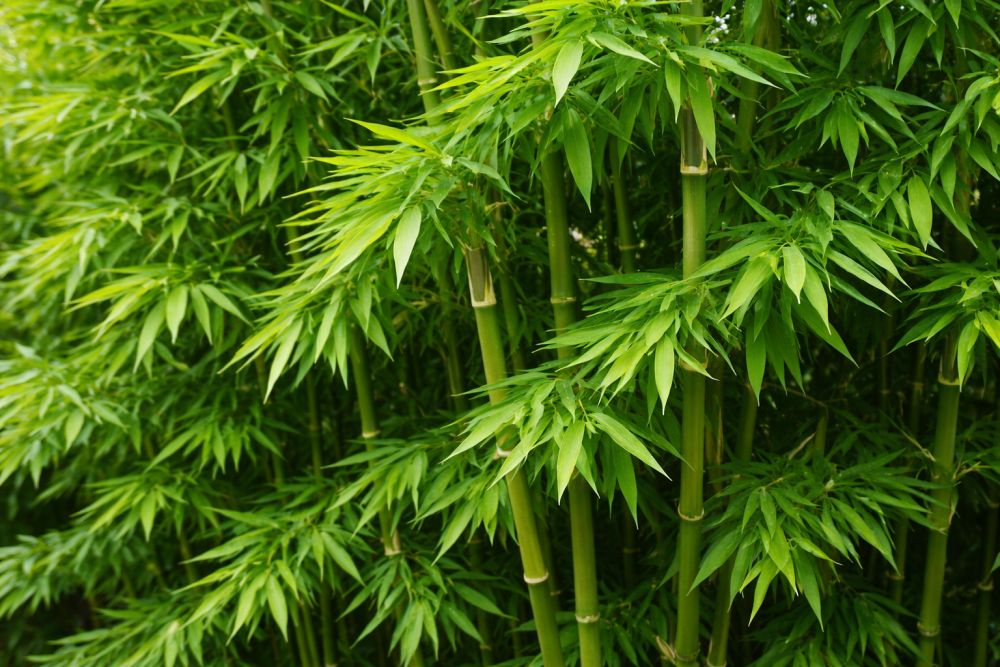 bambus